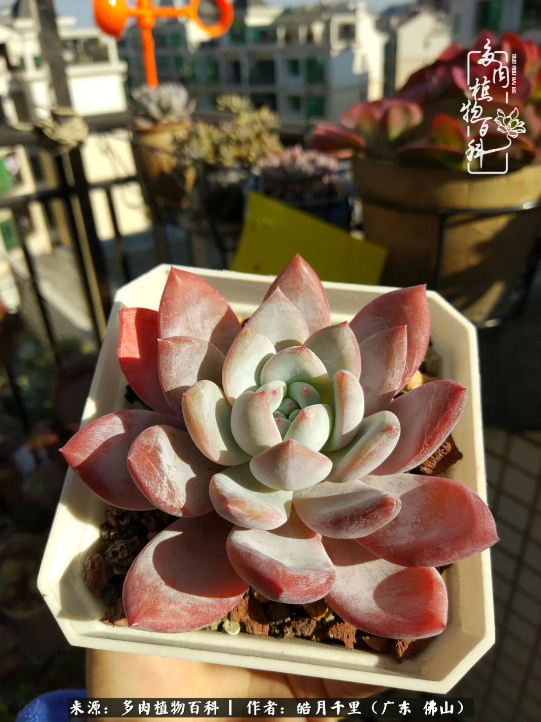 多肉娇气养不活多肉的10个秘密,养多肉是件很治愈的事情