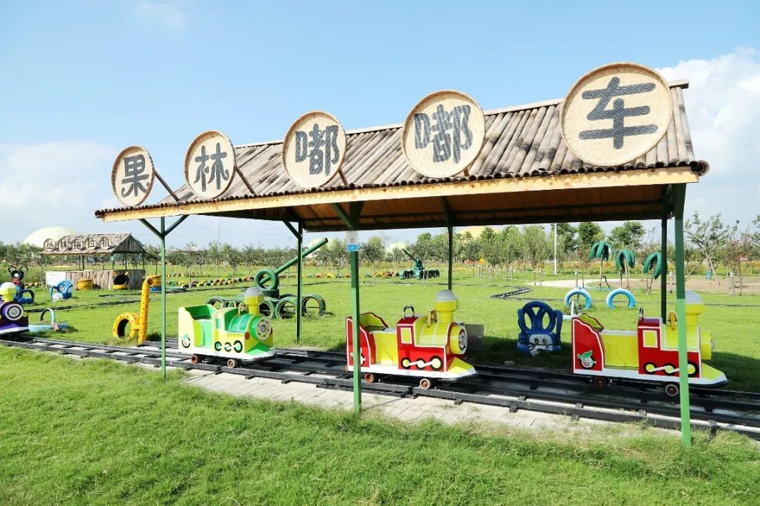 森氧之地,秋游必选!金湖万亩水上森林,真的别有趣味