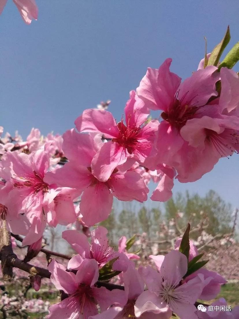 桃木是桃子还是桃花,长桃子的是桃木吗