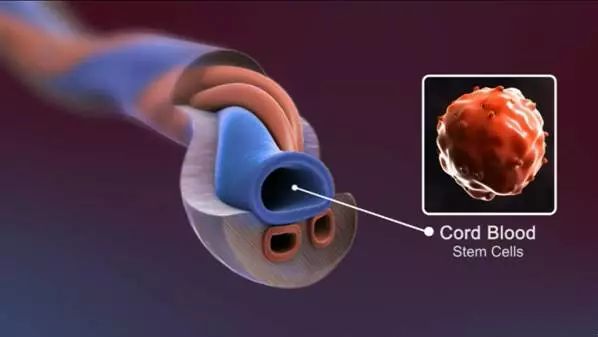 自存脐带血的价值不应被盲目否定 (科学认识自存脐带血)