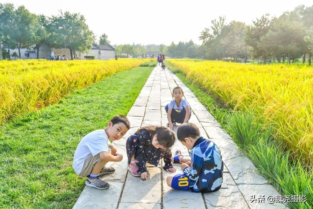 北京北坞公园里的京西稻又熟了,曾经只有皇上才能吃上这儿的大米