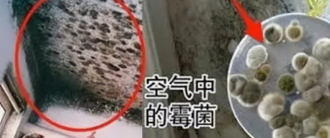 哪种霉菌毒性最强,什么发霉的霉菌最有毒