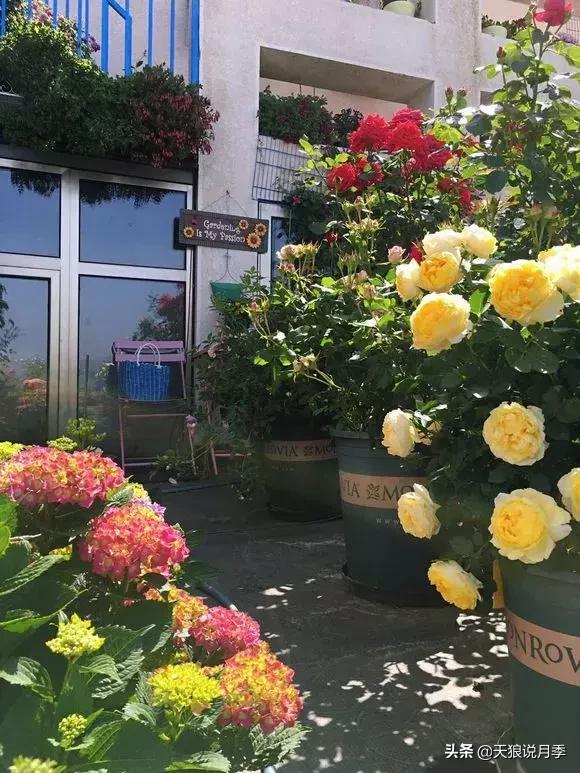 露台打造花海,她用10年改造庭院