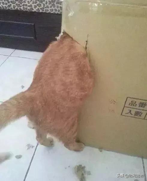 猫为何是液体,猫咪为什么要给猪染色