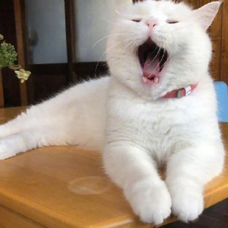 一些可爱又沙雕的文案,一些可爱又沙雕的句子