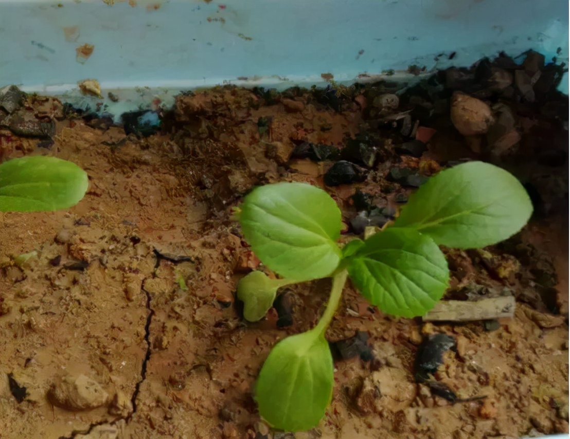 买花实用小技巧有哪些,买花怎么不会入坑
