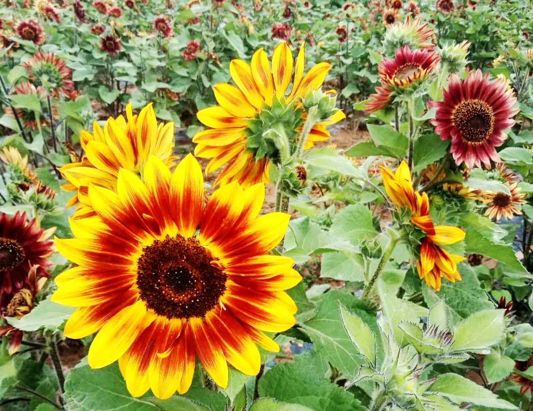 千亩花海肃北,肃北万亩花海