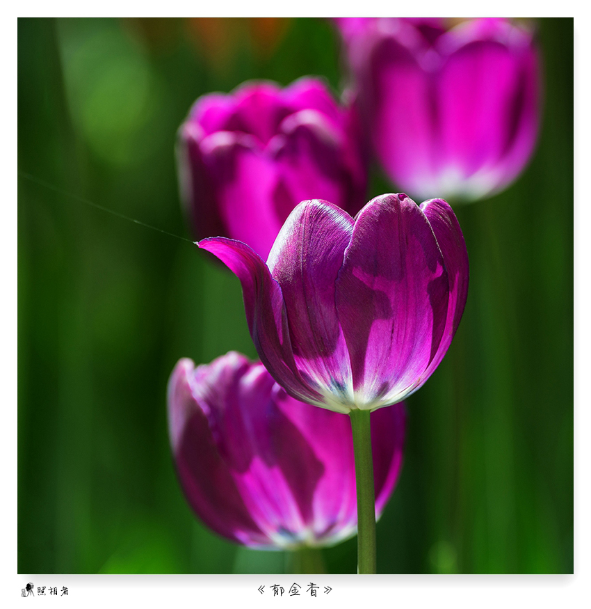 郁金香（turban）——爱情的花语，美丽的丝巾