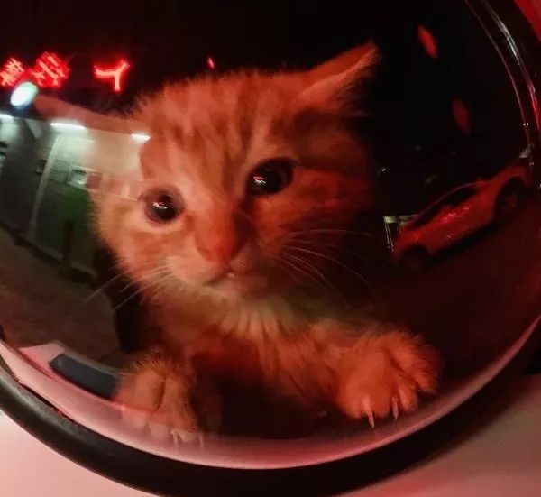 新手铲屎官怎么养猫,新手铲屎官养猫知识