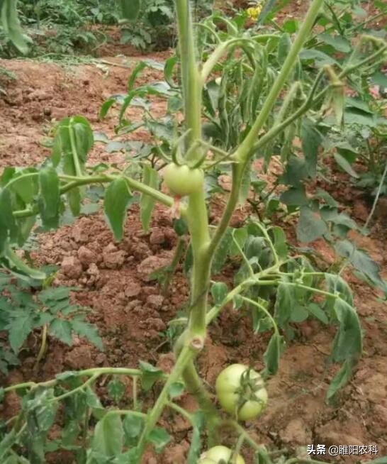 番茄种植为啥会出现株死情况,番茄移栽前后土传病害