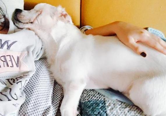 如何给狗狗按摩让狗狗感觉舒服,怎么按摩狗狗让狗狗喜欢你