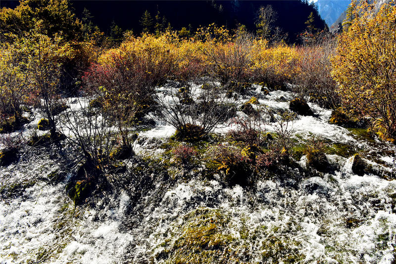 置身于童话中的九寨沟,畅游人间仙境黄龙九寨沟七日游