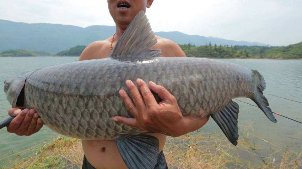 黑坑钓青鱼视频大全,黑坑珠珠钓青鱼技巧