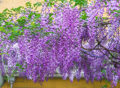 紫藤花随风摇曳,一帘幽梦里的紫藤花片段