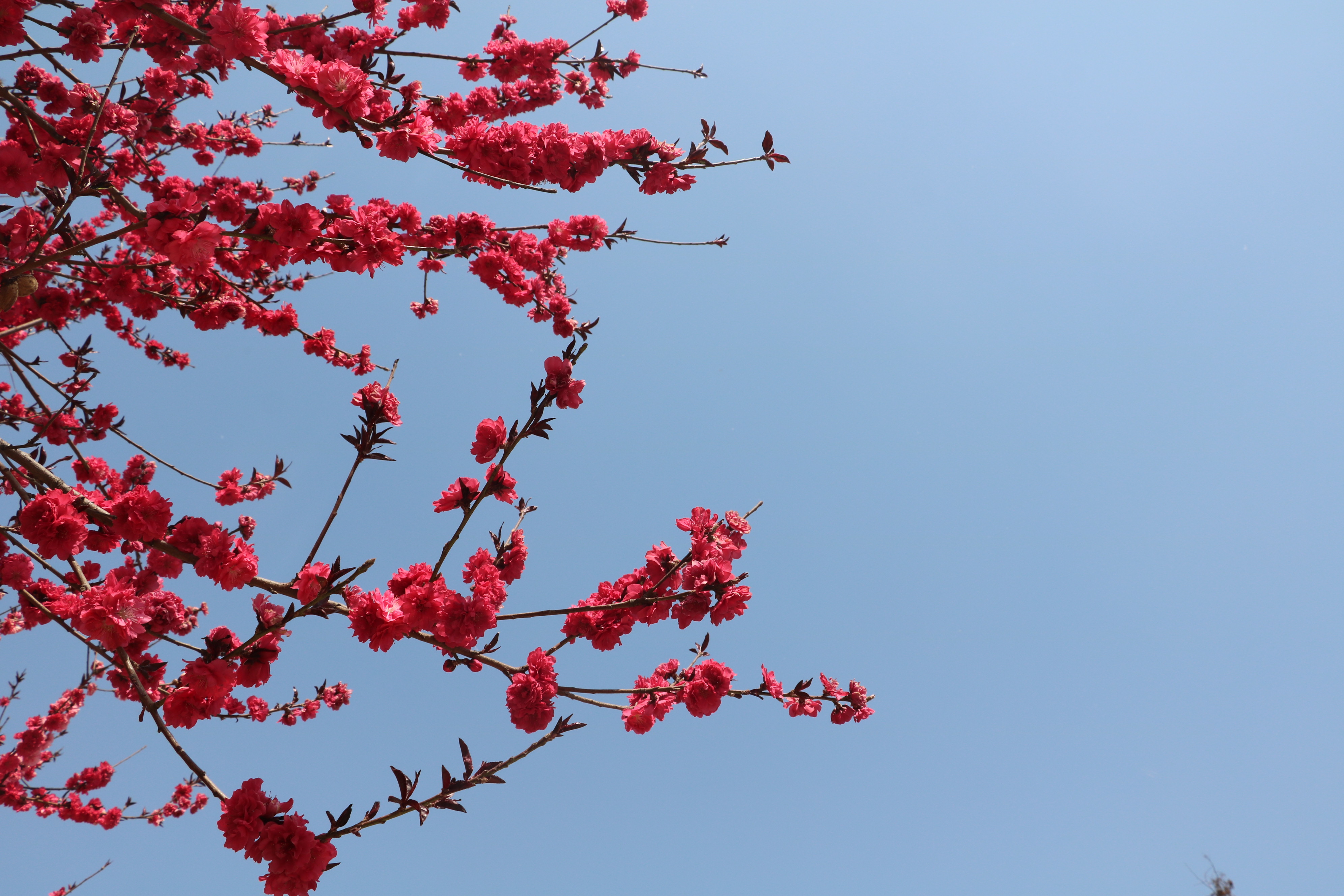 四年级春游作文合集十篇,快乐的春游作文8篇