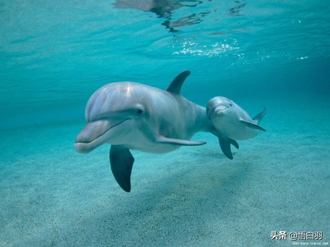 海豚湾,海豚湾恋人主题曲