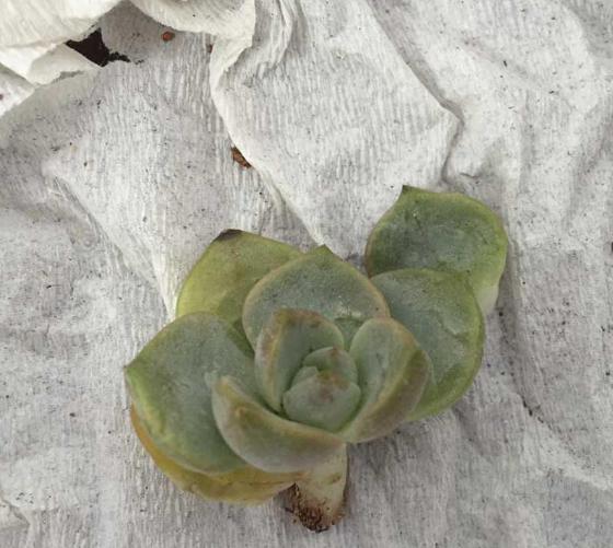 多肉浸盆盆土积水了怎么办,多肉积水怎么办如何补救