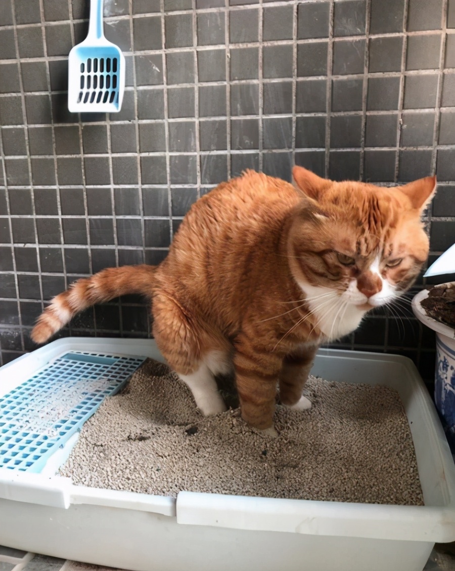 猫咪软便是怎么回事啊,猫咪软便的原因