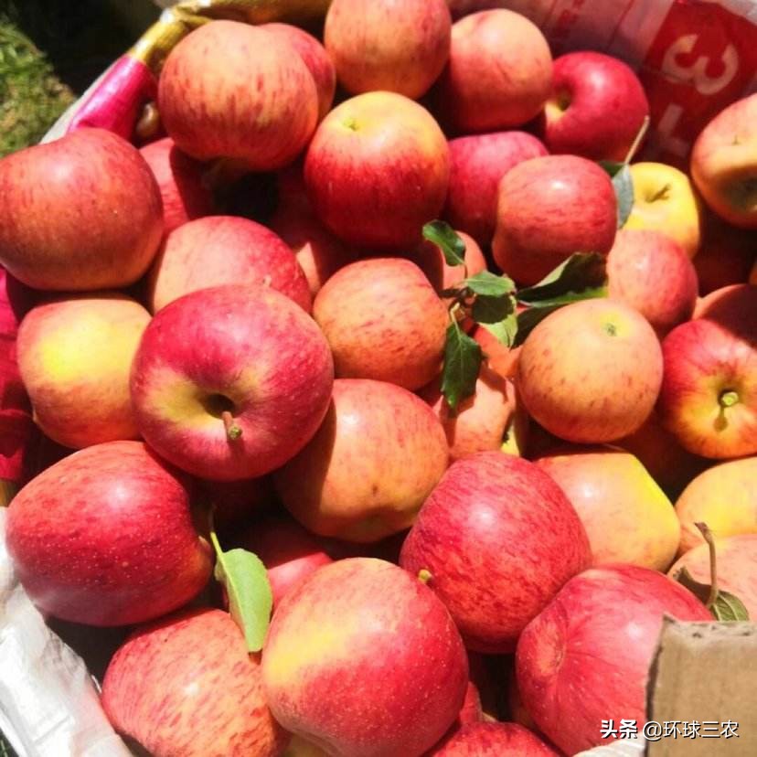 苹果是什么功效与作用禁忌,苹果的作用简单介绍