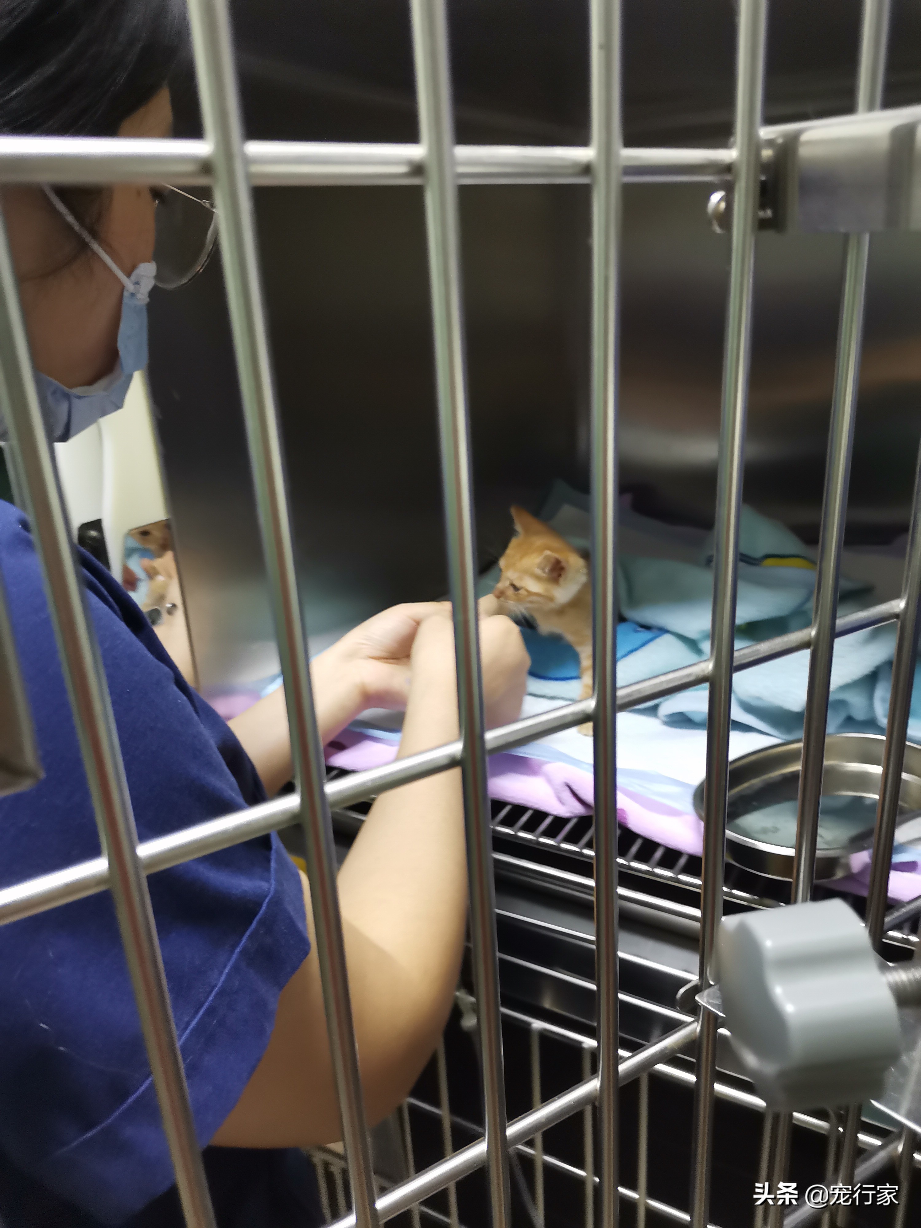 幼猫怎么喂养注意事项,幼猫喂养技巧和方法