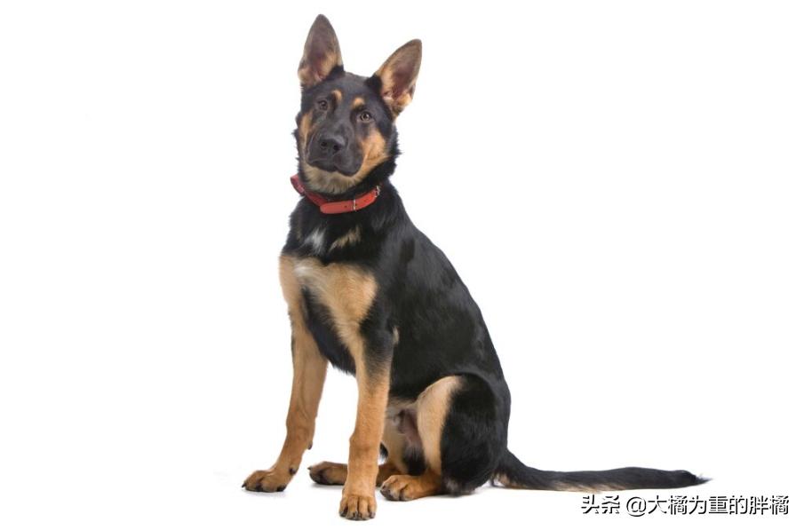 白色德牧和黑色德牧一样吗,全部颜色的德牧