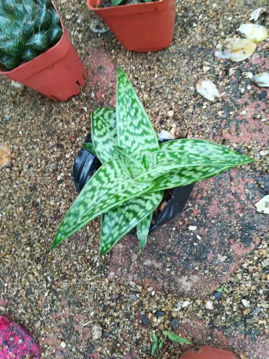 多肉可爱又便宜小巧,多肉可爱好看