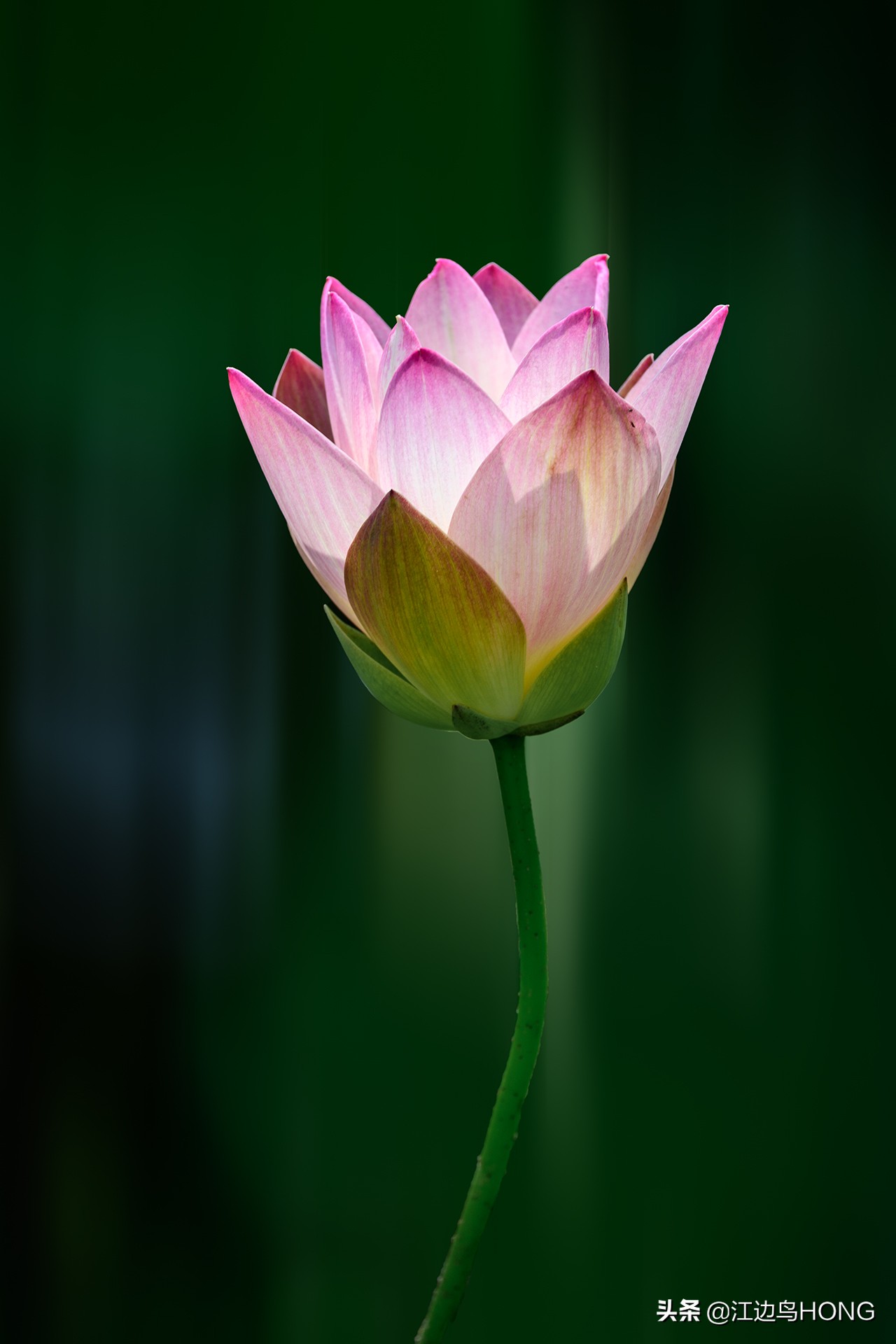 尼康z50双头套机价格,尼康z套机最低价7849