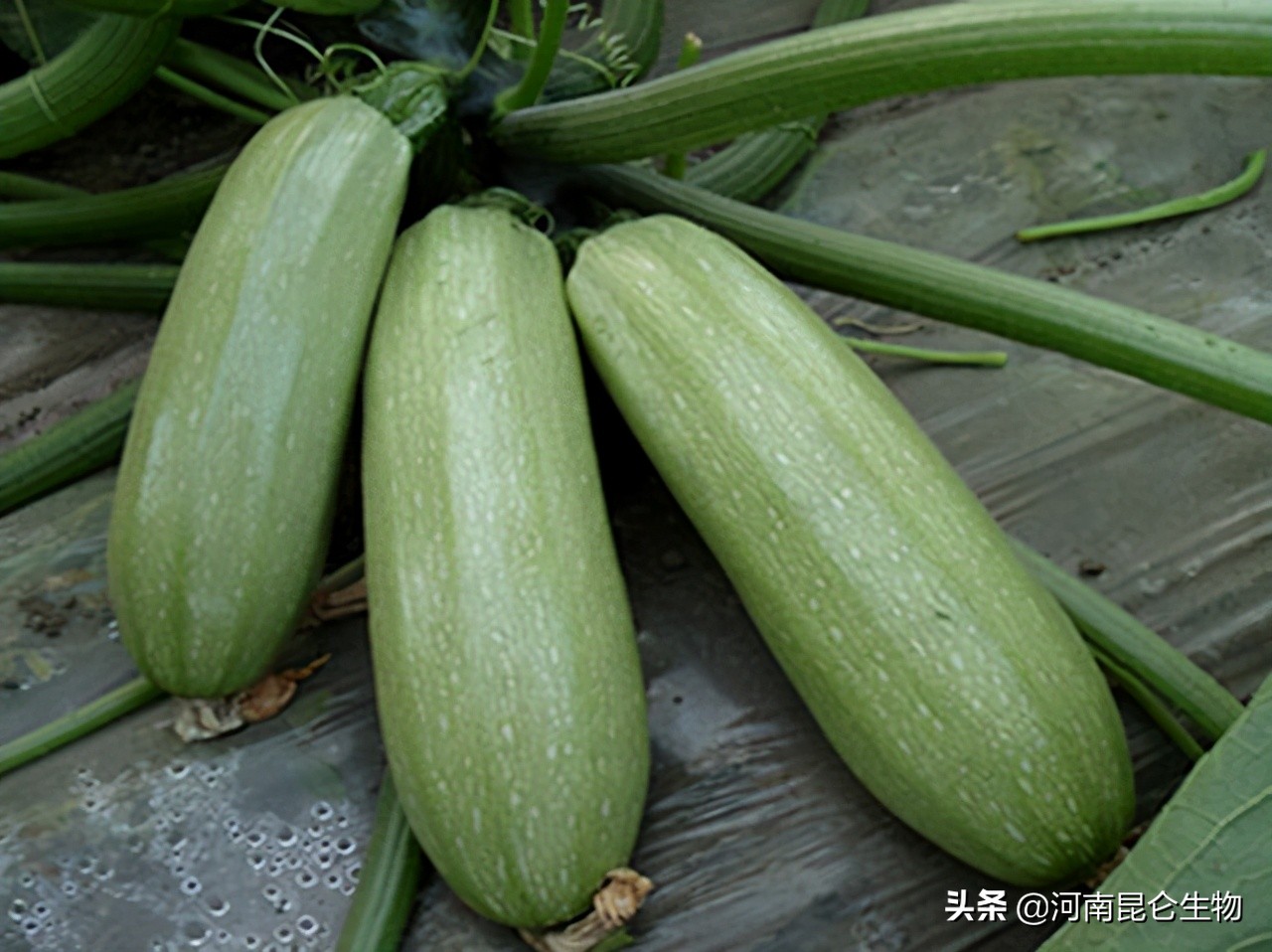 西葫芦整株叶片发黄怎么处理,西葫芦黄叶