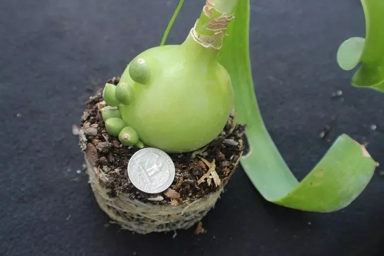 网红小众盆栽花卉,十种室内最好养的植物盆栽开花