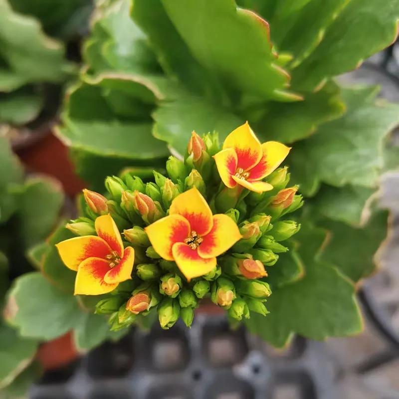 长寿花单瓣品种大全,长寿花100种颜色图片