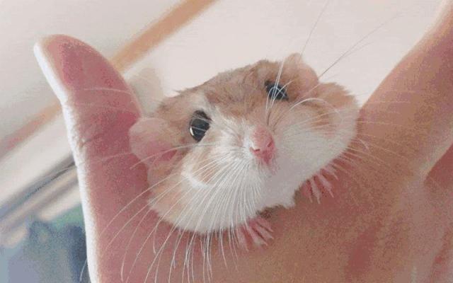 只要19.9元!3000+昆虫萌宠来袭!首届昆虫萌宠主题沉浸展空降武汉