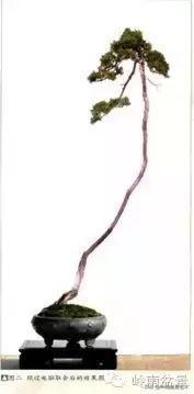 素仁格与文人树,你怎么看?