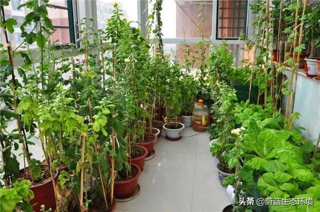 四月份适合在阳台上种植的蔬菜,阳台上种植营养液体蔬菜