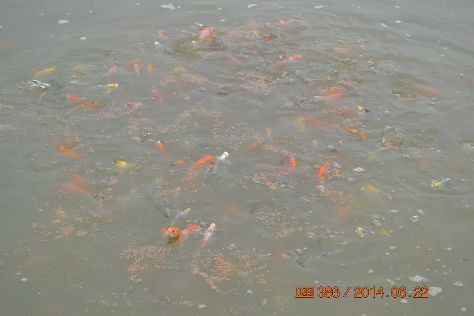 怎么判断锦鲤鱼苗是否生病了,怎么判断锦鲤是不是要产卵了