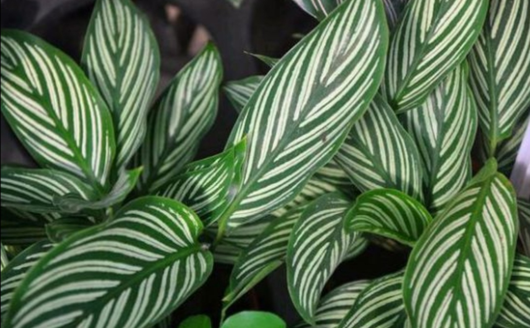 室内净化空气好养活的花草,室内净化空气的最佳植物花卉