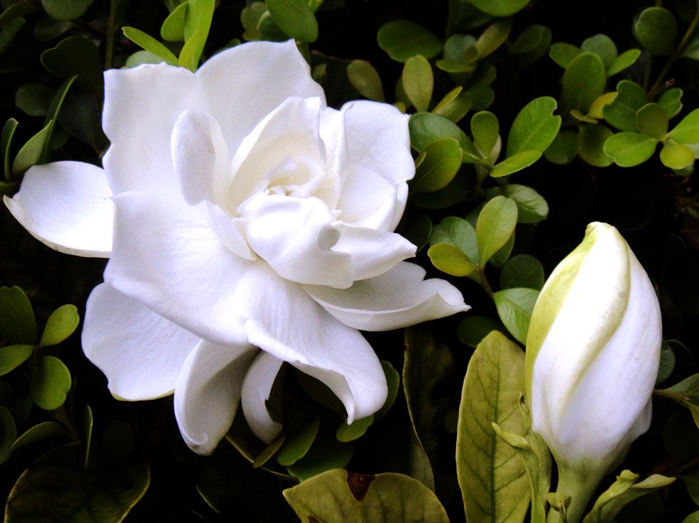 栀子花叶片发黄怎么回事,栀子花叶子发黄的原因及处理方法