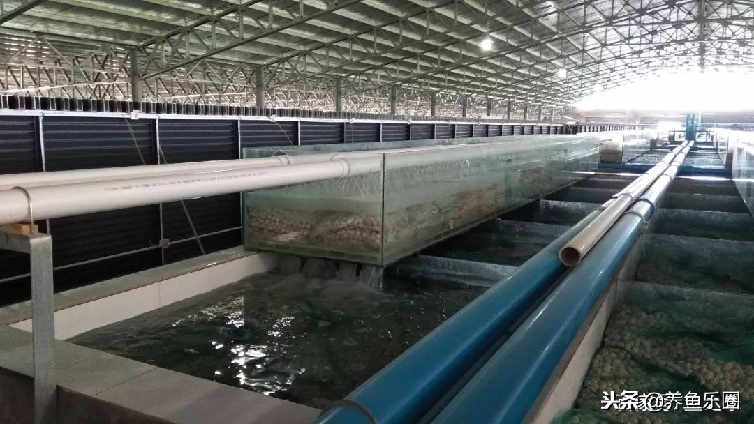 这位土豪家的渔场，光滤材就花了500多万，你确定不要见识一下？