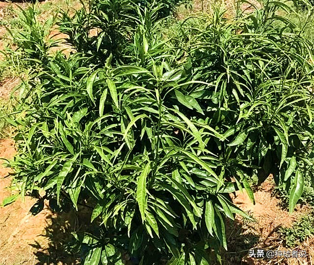 奔驰加不好的汽油会有什么后果,奔驰加了劣质油怎么解决