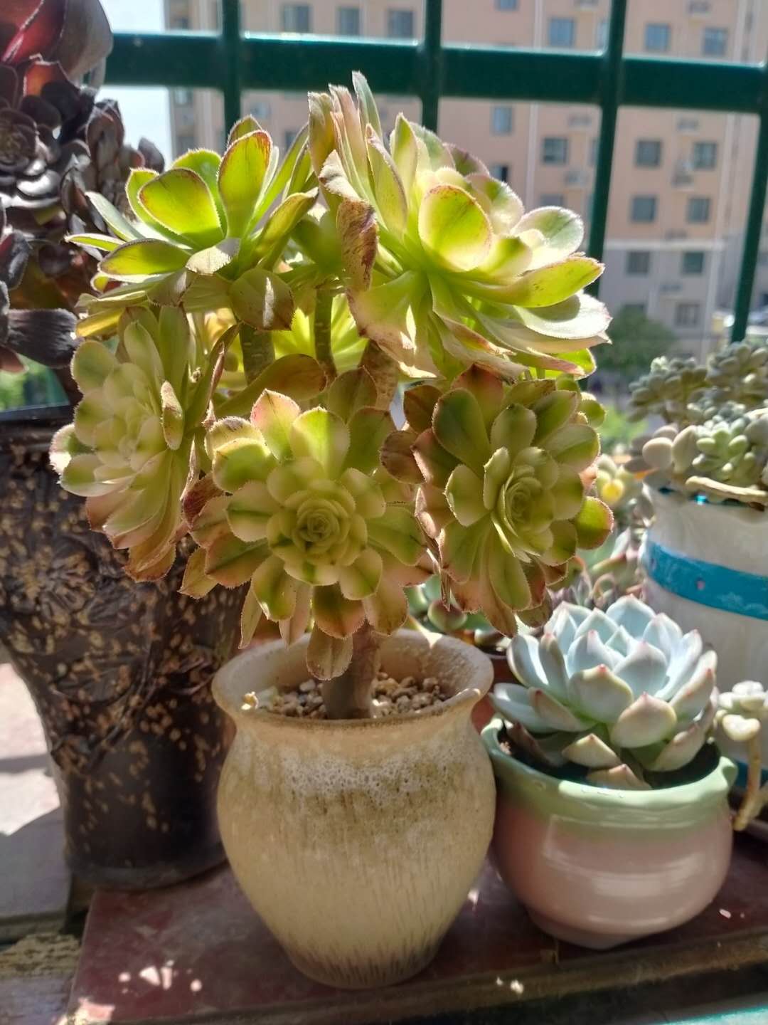 多肉法师夏季不用浇水吗,多肉法师要不要施肥