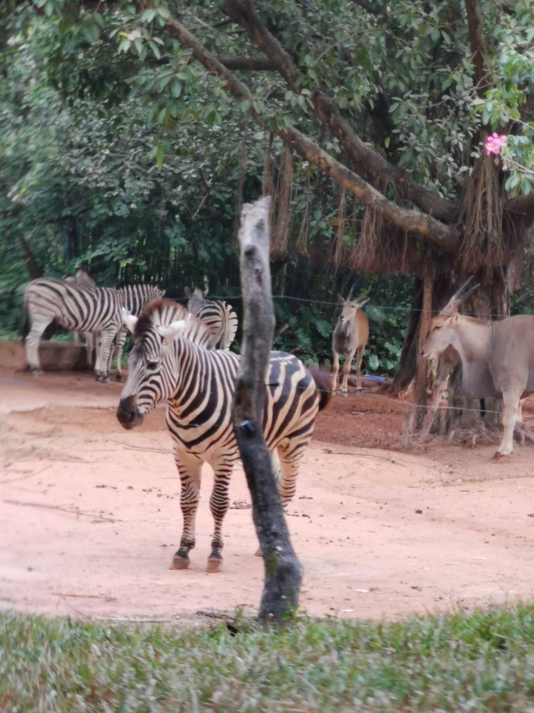 1月广州长隆野生动物园旅游攻略,广州珠海长隆野生动物园四日游