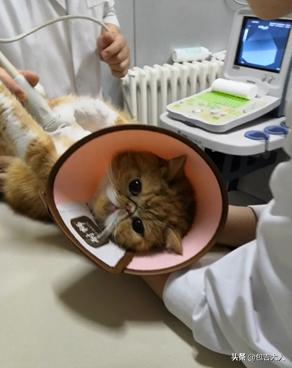 养猫经验杂谈论文摘要大全,养猫经验大分享