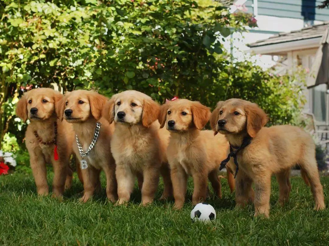 一只导盲犬要训练多久,导盲犬入住酒店被拒不带眼珠子