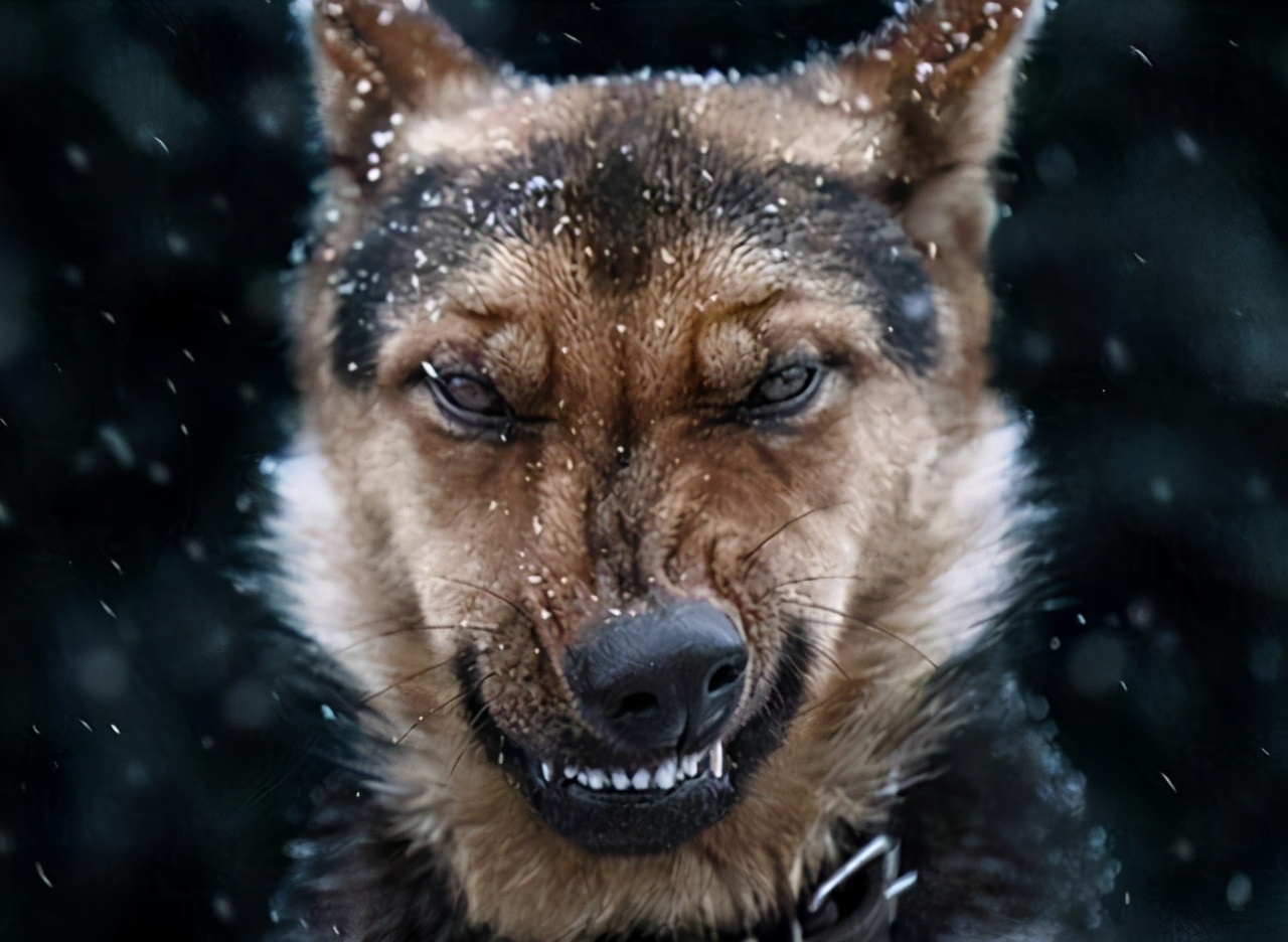 如果遇见狗要咬你该怎么办,如果遇到狗咬人怎么办