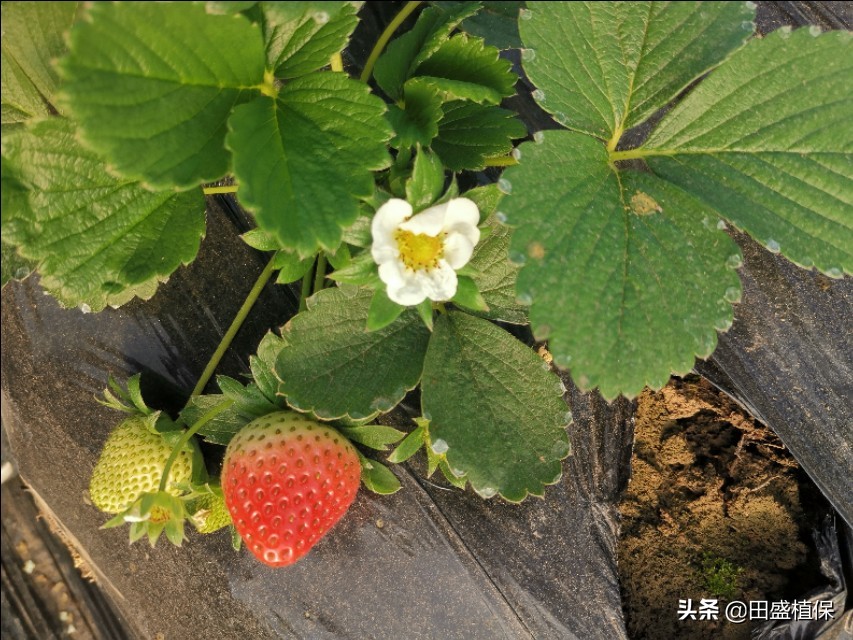 草莓出现红杆怎么处理,草莓根部长白霉了是什么原因