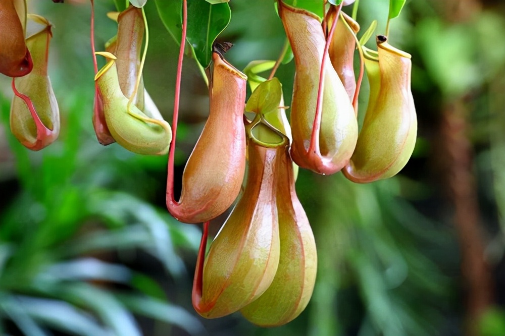 常见花卉养殖总汇,各种花卉植物养殖方法??