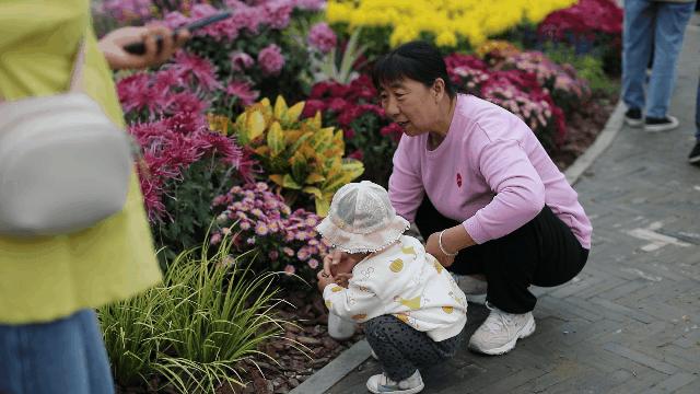 兴化千垛菊花海,广州海心沙菊花海