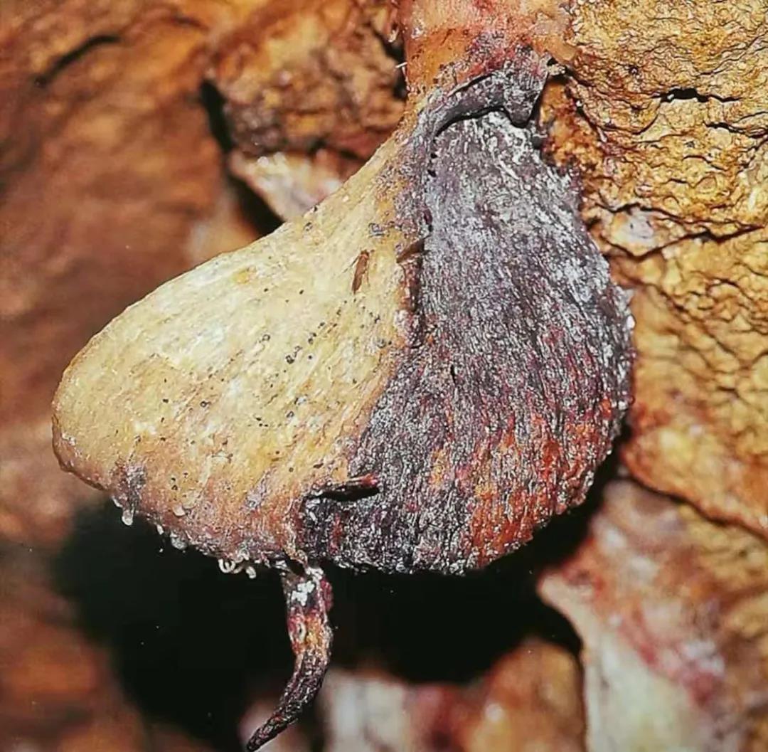 燕窝不为人知的事,燕窝未解之谜深度解析