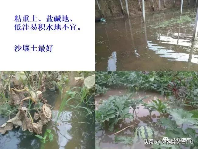 西瓜栽培技术全面的文字解释,西瓜栽培技术和方法