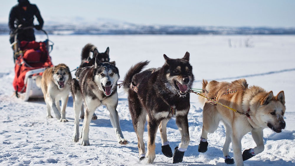 狗肉究竟该不该吃狗肉争议不断,狗肉究竟该不该吃