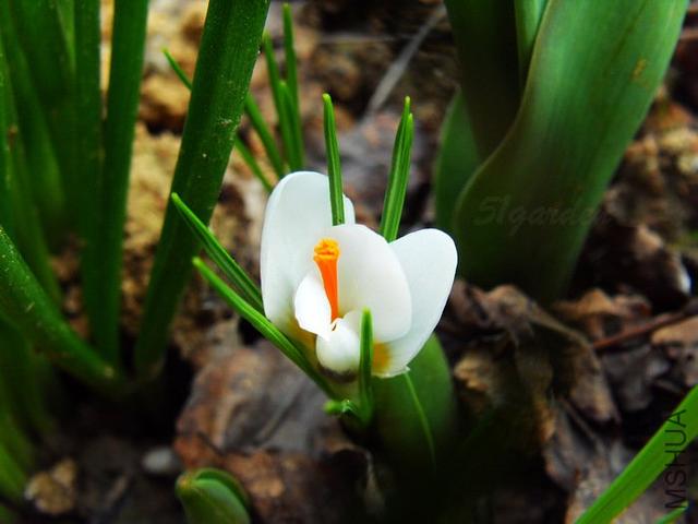 藏红花探秘时刻,藏红花西红花冷知识